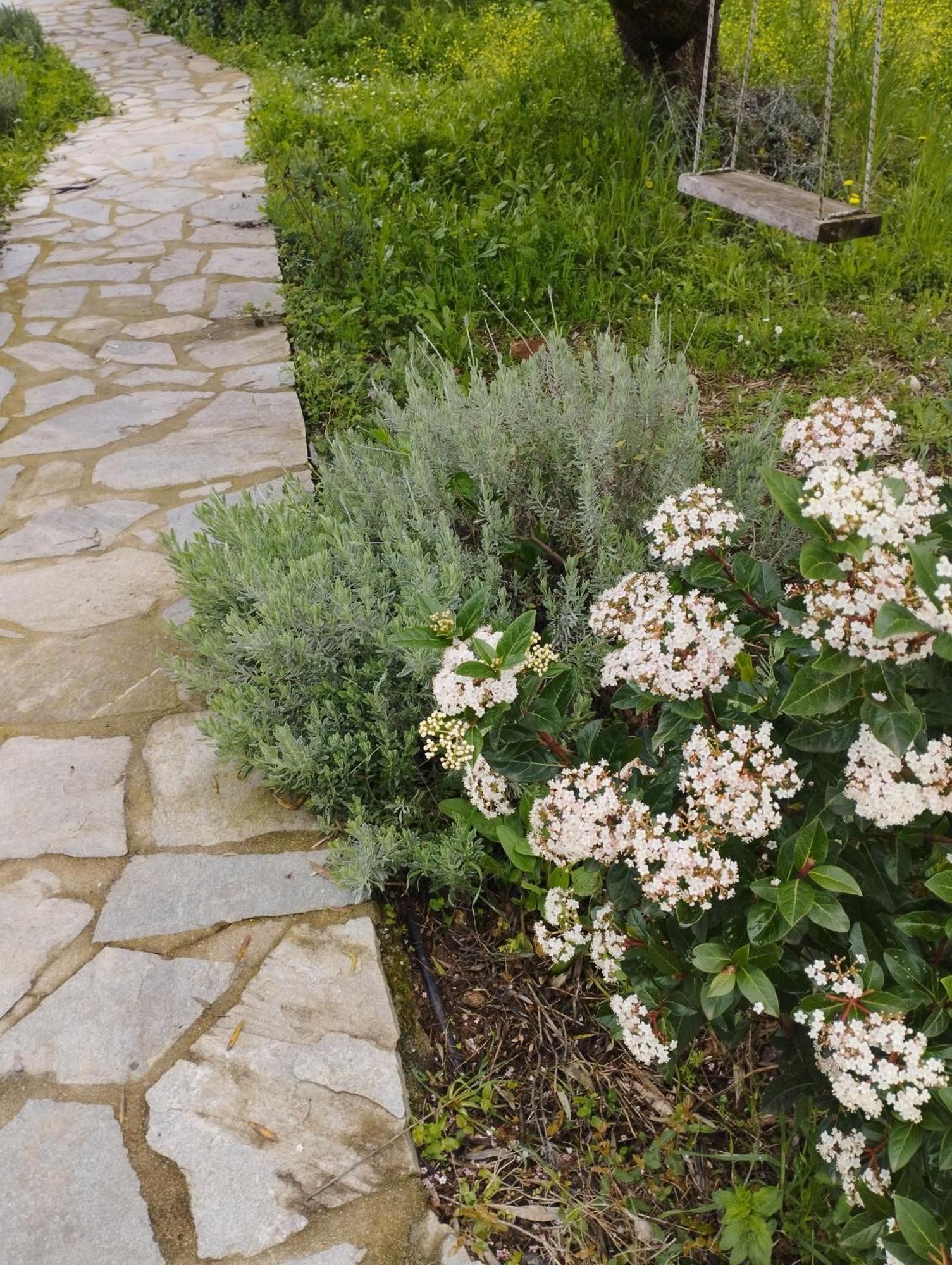 Sofias Cottage Ελληνικό Εξωτερικό φωτογραφία
